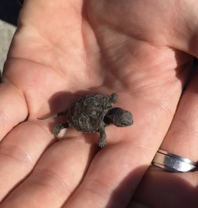A tiny baby turtle in a person's hand