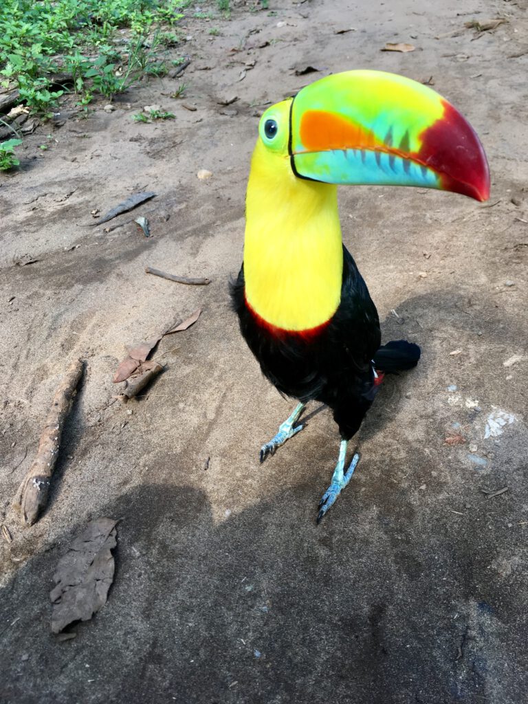 Volunteering at the Jaguar Rescue Center