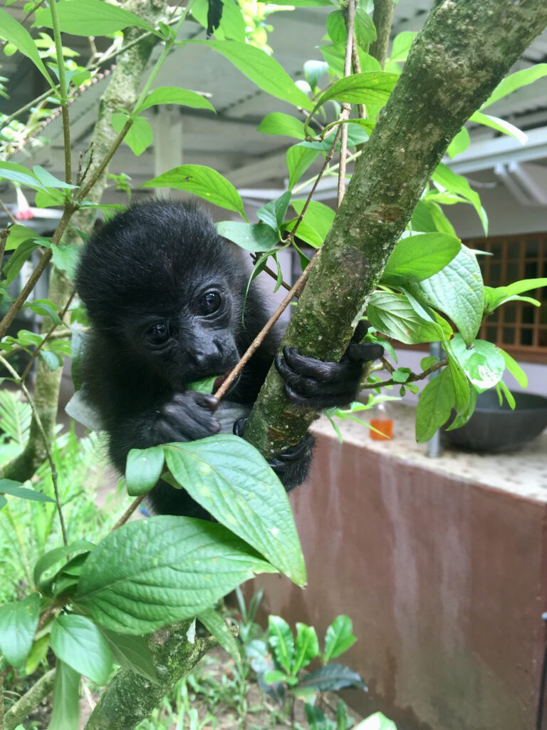 Volunteering at the Jaguar Rescue Center